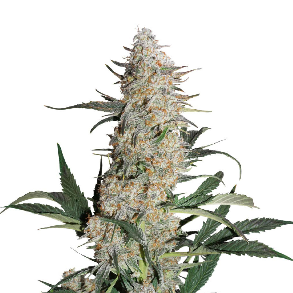 DUTCH PASSION CRITICAL ORANGE PUNCH (FEM) (H) SEED - 5PK