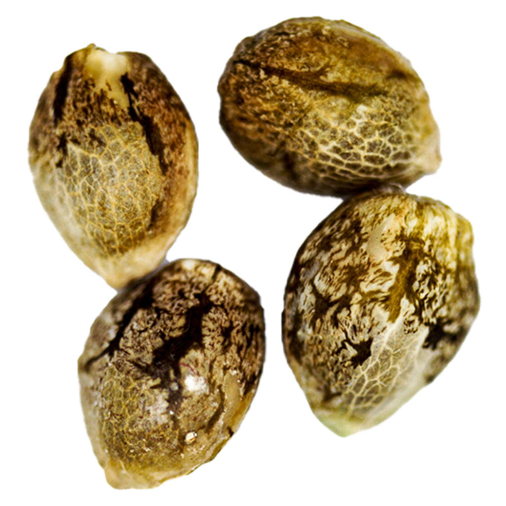 CAMP RIVER GORILLA GLUE (FEM) (IND) SEED - 4PK