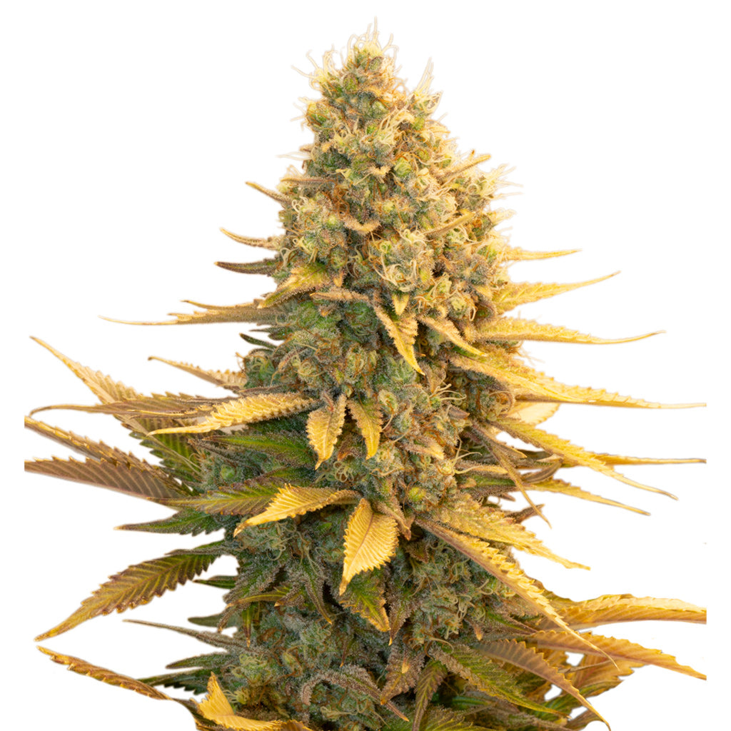 PARKLAND FLOWER GREEN THAI (H) SEEDS - 10PK