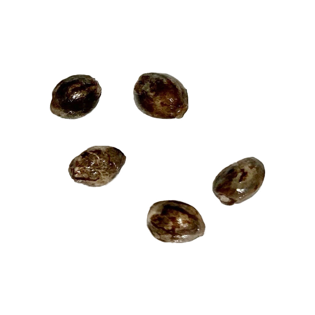 AUTOFLOWER BC SFV OG PINK KUSH (AUTO) (H) SEED - 5PK