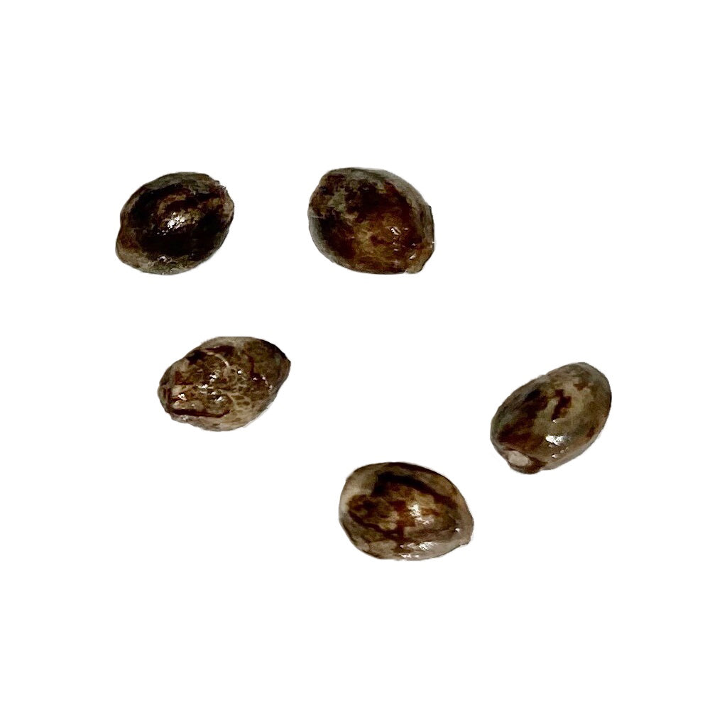 AUTOFLOWER BC CALI ORANGE SHERBERT 1:1 (AUTO) (S) SEED - 5PK