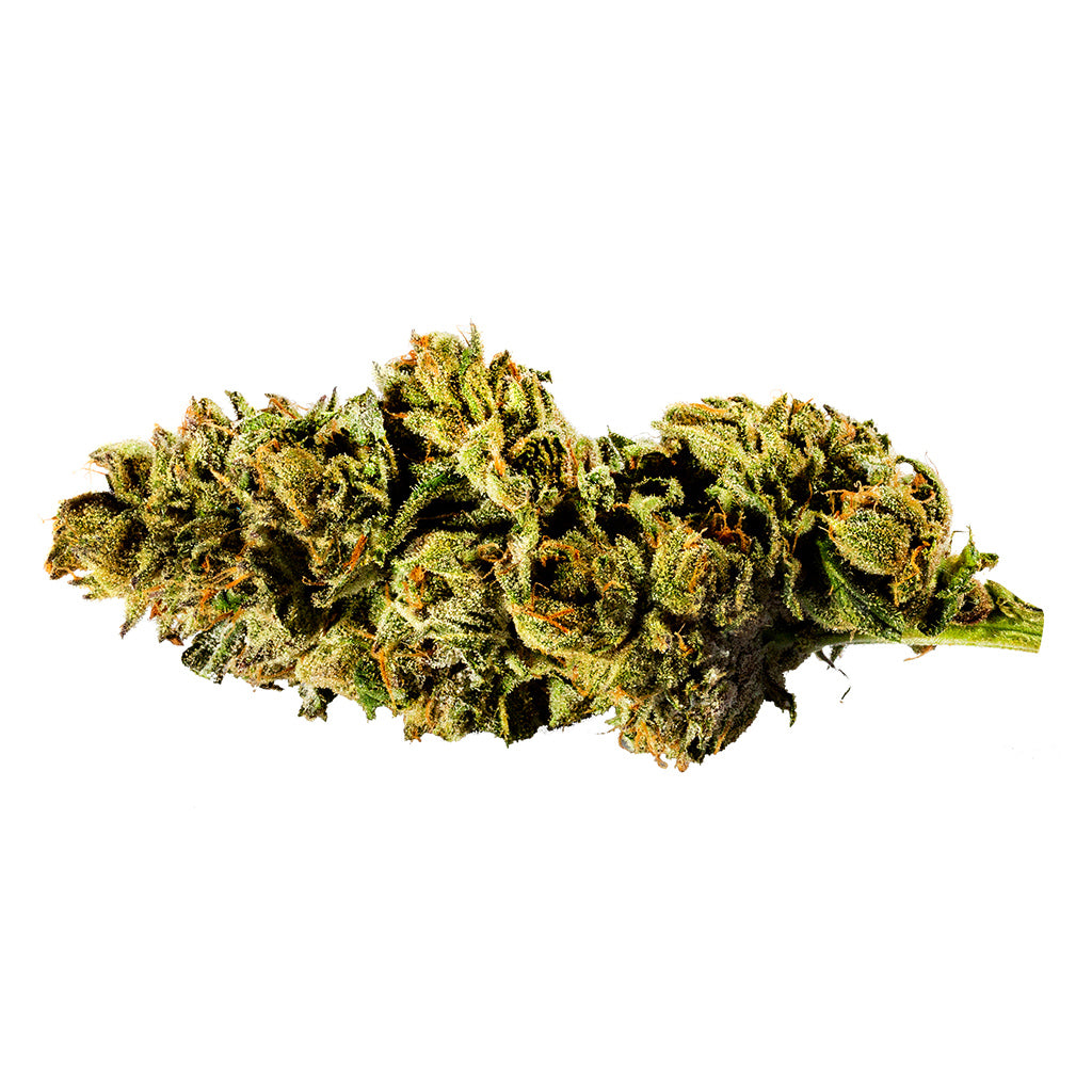 REDECAN MINT CHIP GELATO (H) DRIED - 28G