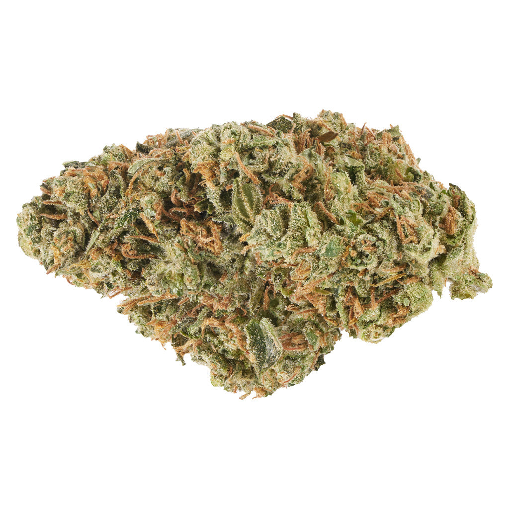 CANACA ALIEN GUY (S) DRIED - 7G