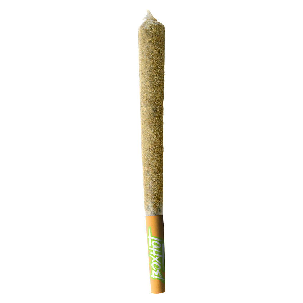 BOXHOT DUSTIES XL RETRO ORANGE BLAST (H) INF PRE-ROLL 1.2GX1