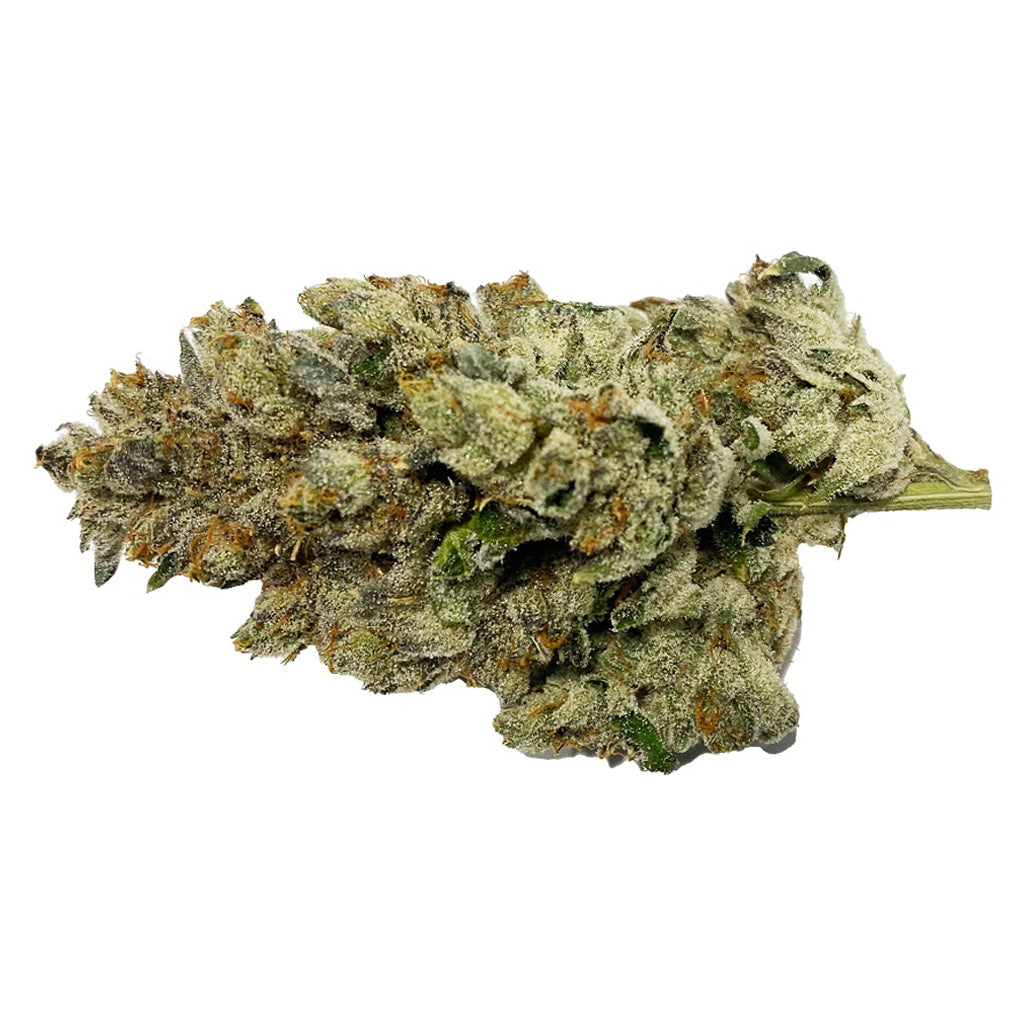 BC GREEN CEMENT SHOES (IND) DRIED - 14G