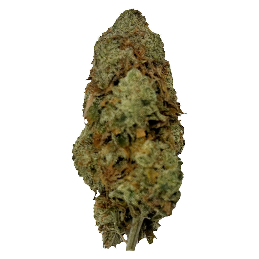 PUFFERS PARADISE MAGIK DRAGON (IND) DRIED - 7G