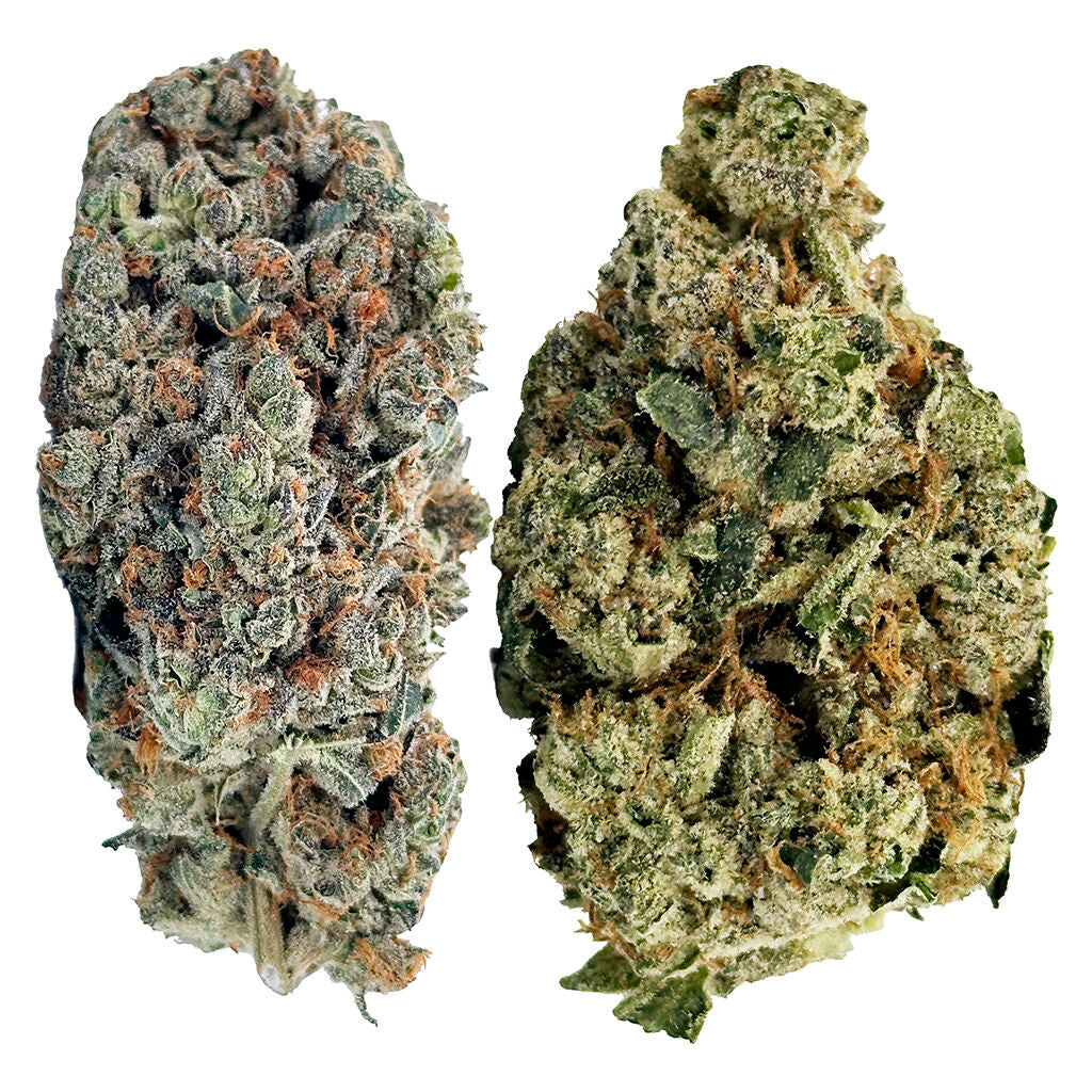 JACK HERER JACK PACK (H) DRIED - 7G