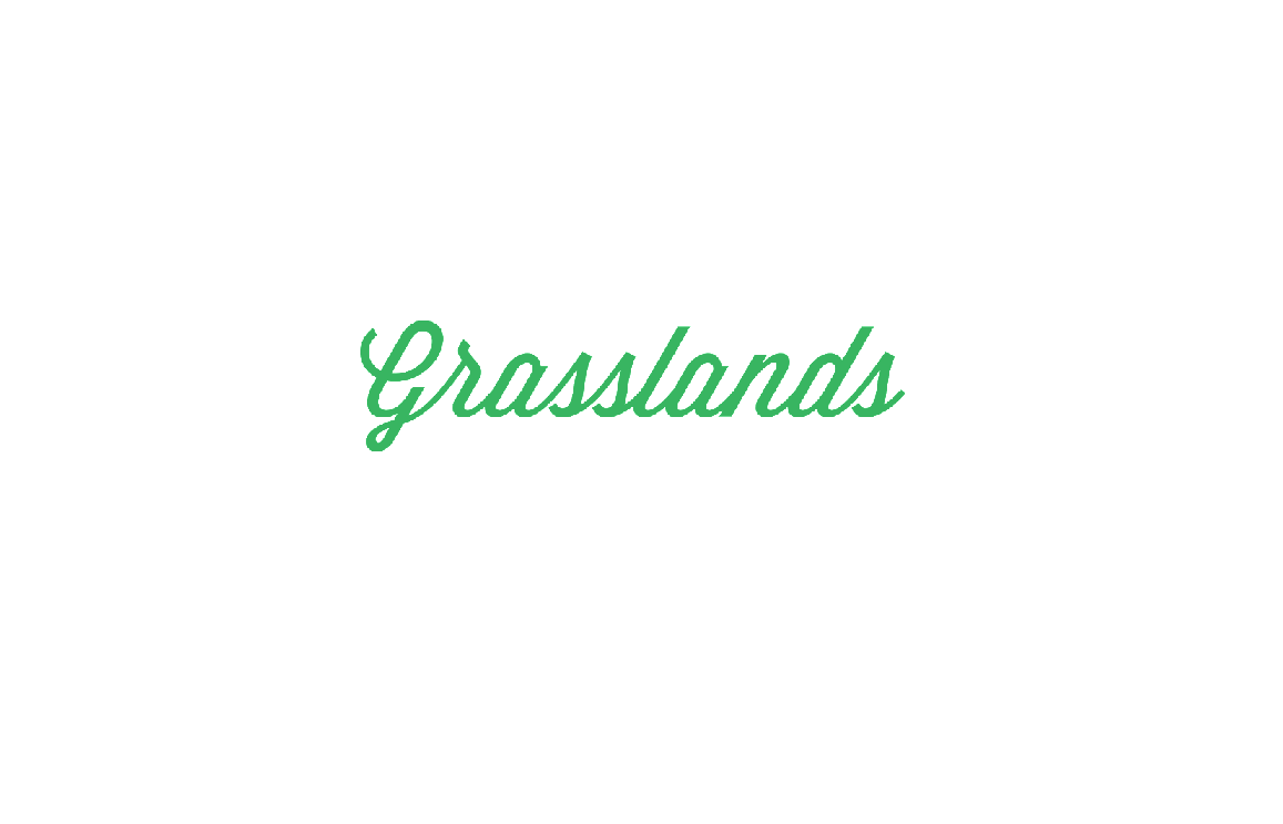 GRASSLANDS INDICA (IND) DRIED - 7G
