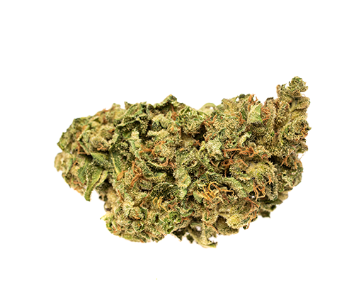 RIFF TWO-TONE BAN (H) DRIED - 3.5G