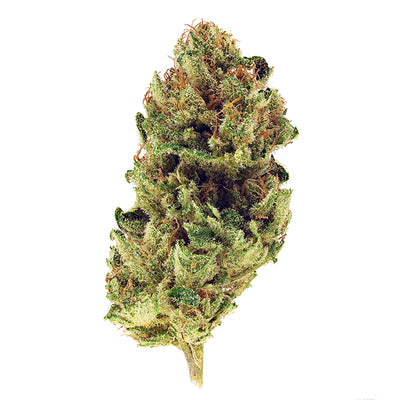 TANTALUS LABS HARLEQUIN (S) DRIED - 3.5G