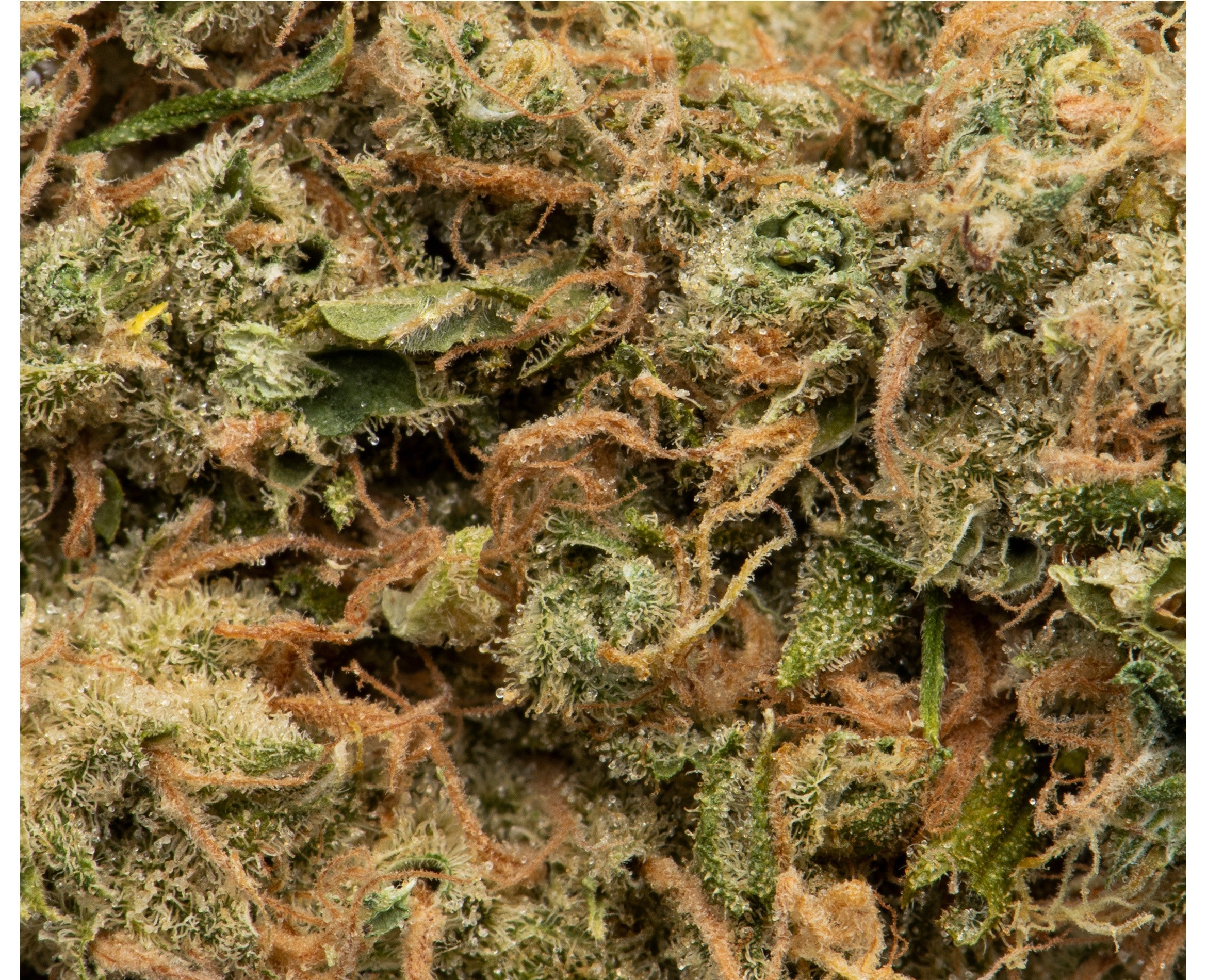 NAMASTE ULTRA SOUR (S) DRIED - 3.5G