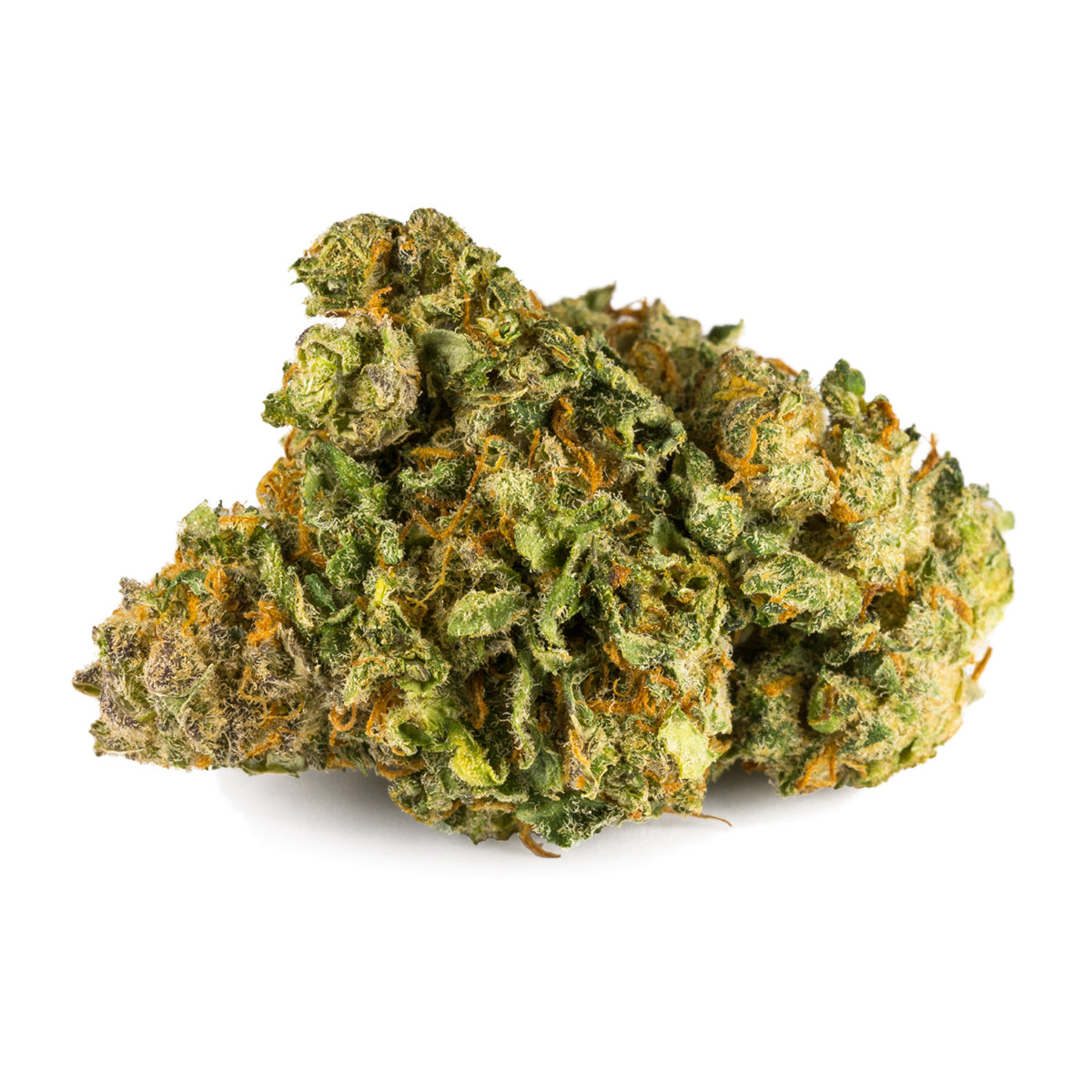 SAN RAFAEL 71 GREAT WHITE SHARK (S) DRIED - 1G