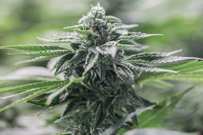 GRAIL ROCKSTAR (IND) DRIED - 3.5G