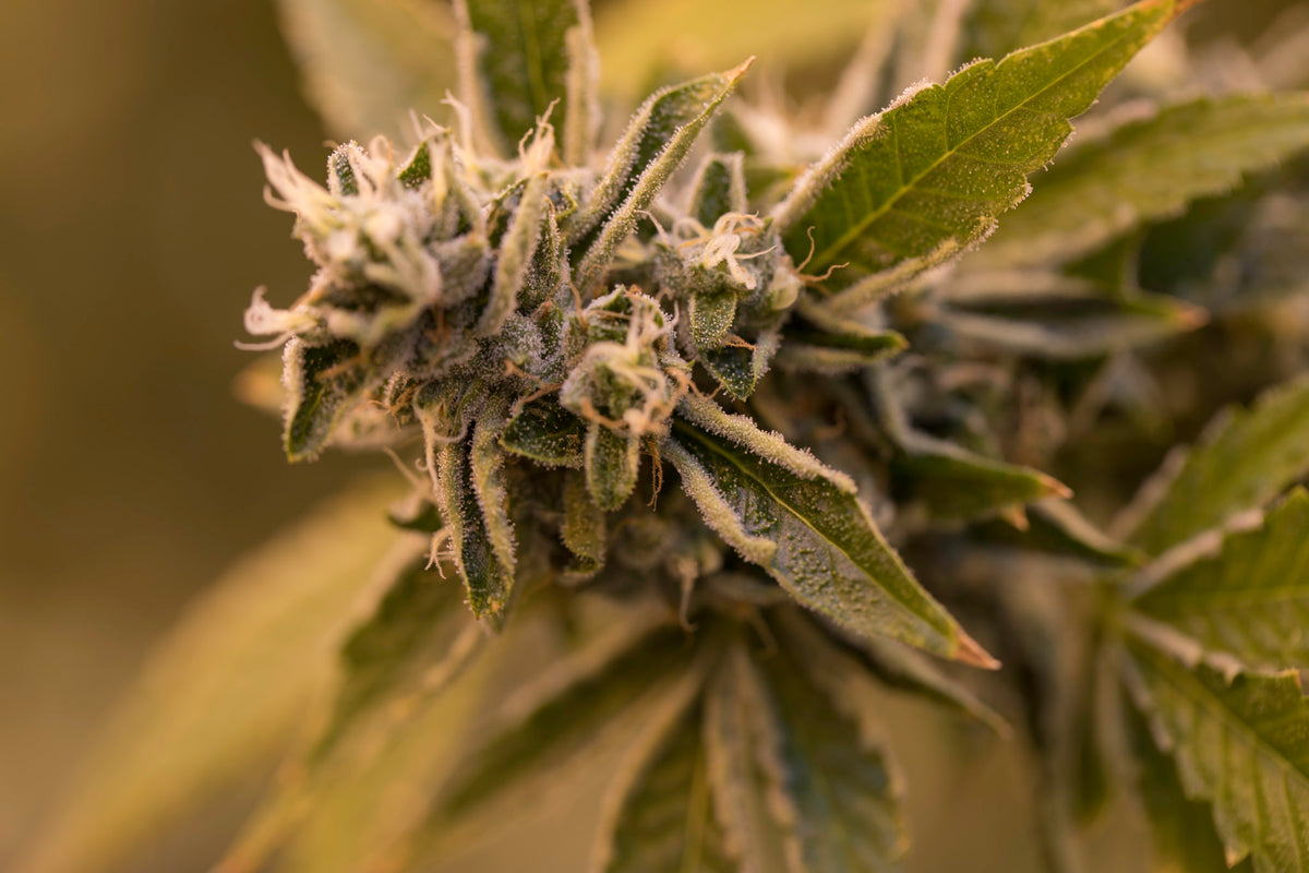 CANACA ALIEN DAWG (IND) DRIED - 3.5G