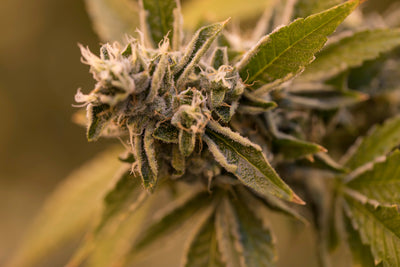 CANACA ALIEN DAWG (IND) DRIED - 3.5G