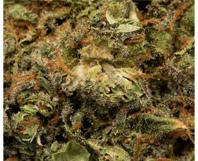 NAMASTE DURGA MATA 2 (H) DRIED - 1G