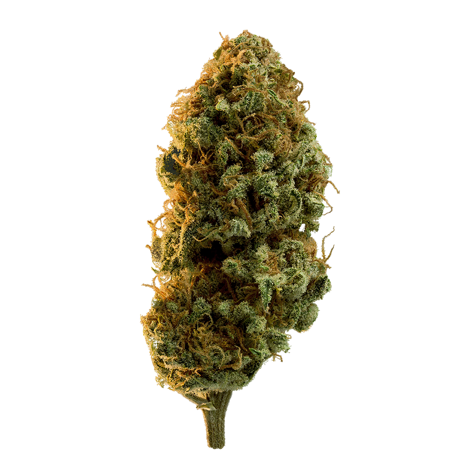 EDISON EL DORADO (H) DRIED - 3.5G