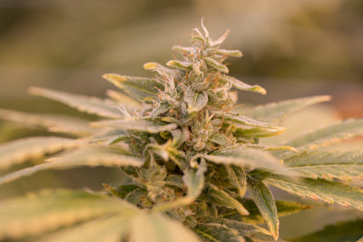 CANACA JEAN GUY (H) DRIED - 3.5G