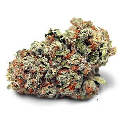 HIGH TIDE HEADBAND (H) DRIED - 3.5G