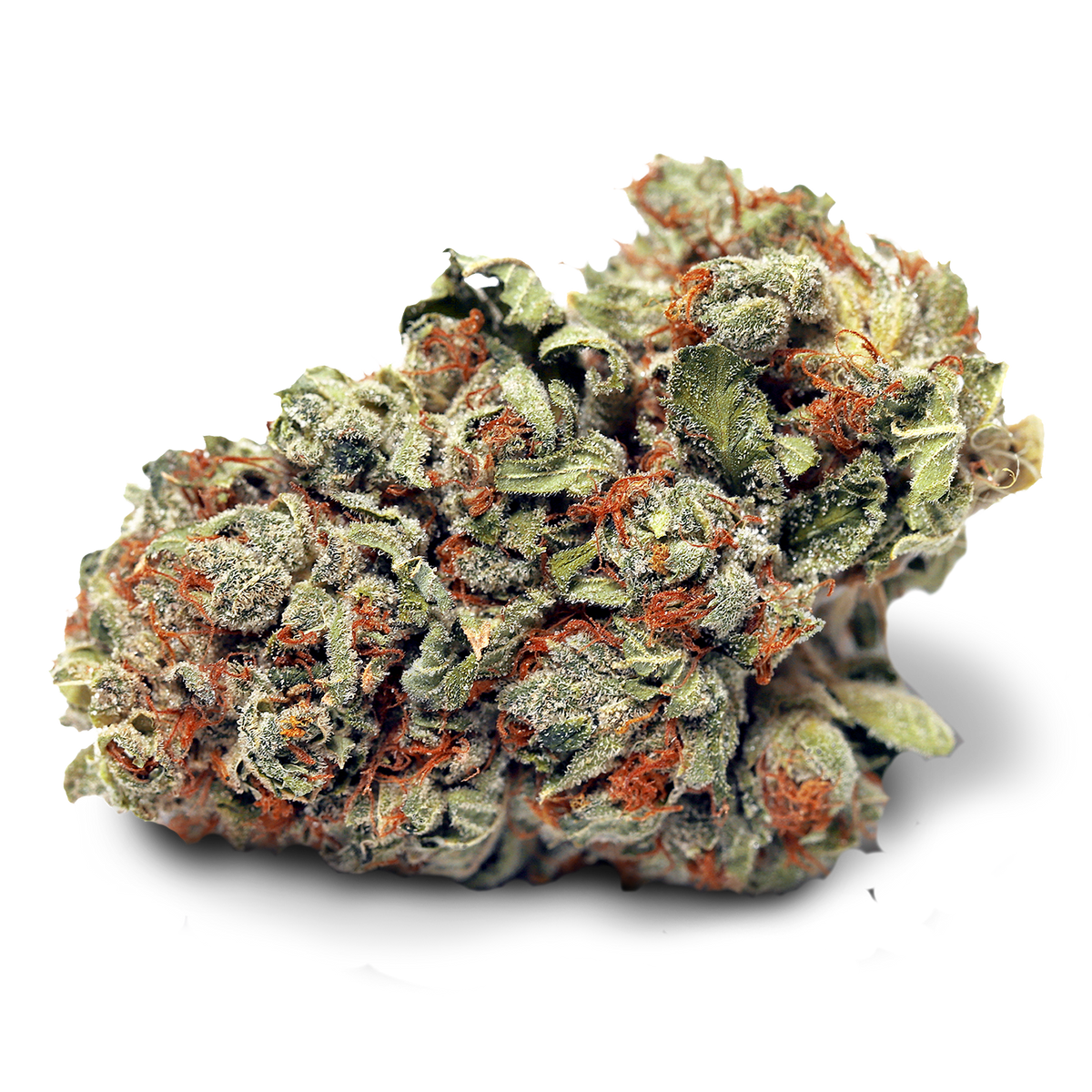HIGH TIDE HEADBAND (H) DRIED - 3.5G