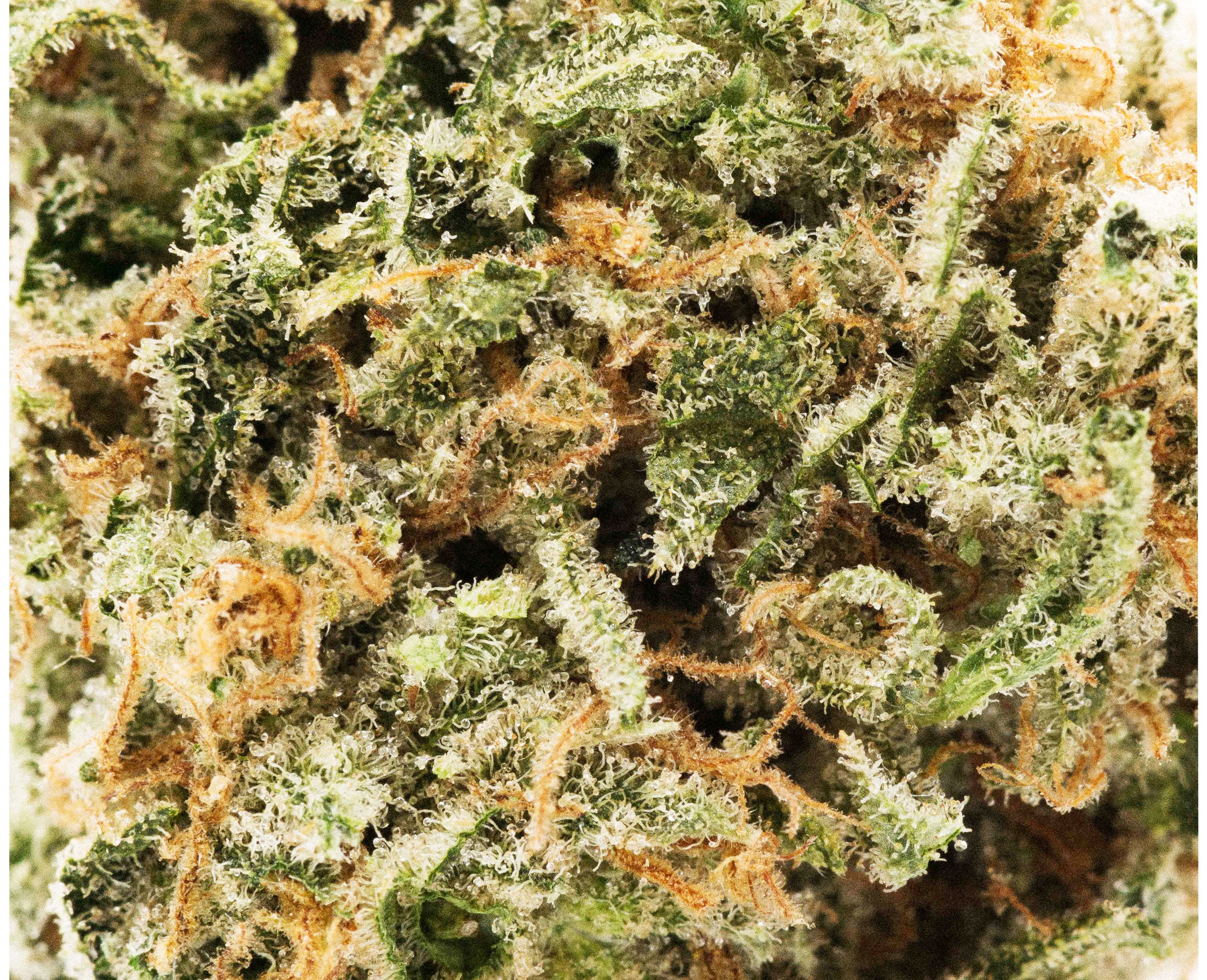 GOOD BUDS MANGO TAFFIE (S) DRIED - 3.5G