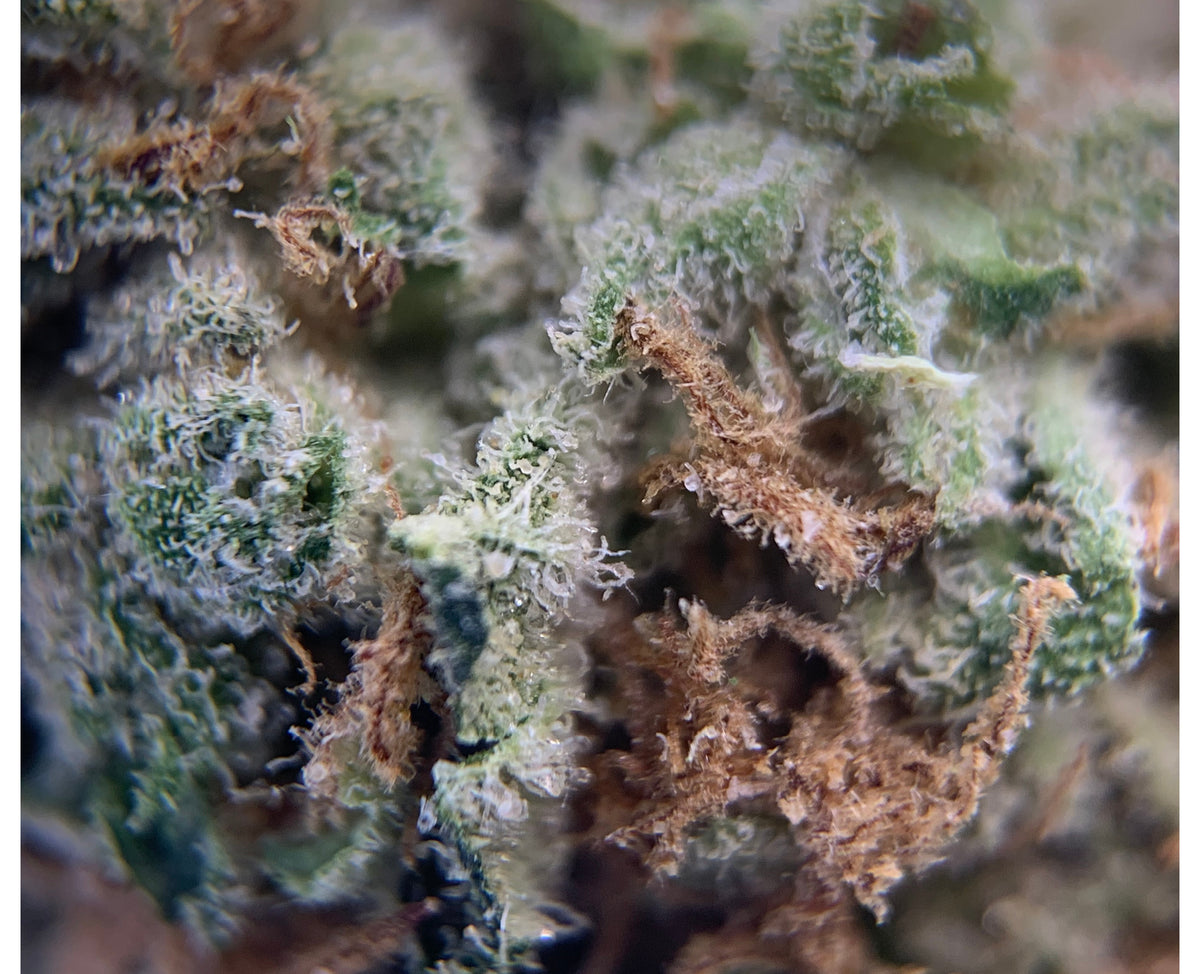TOP LEAF SUPER SKUNK (IND) DRIED - 1G