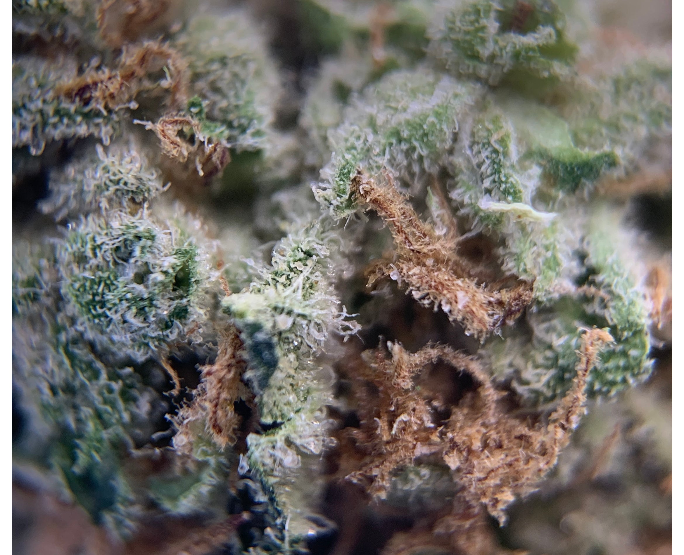 TOP LEAF SUPER SKUNK (IND) DRIED - 1G