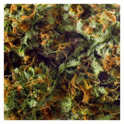 REDECAN OUTLAW (S) DRIED - 1G