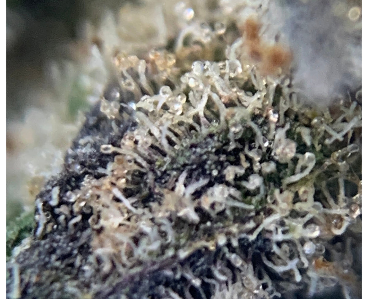 TOP LEAF PINK KUSH (IND) DRIED - 1G