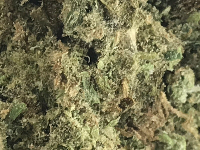 ABBA MEDIX PURPLE BUD (IND) DRIED - 3.5G