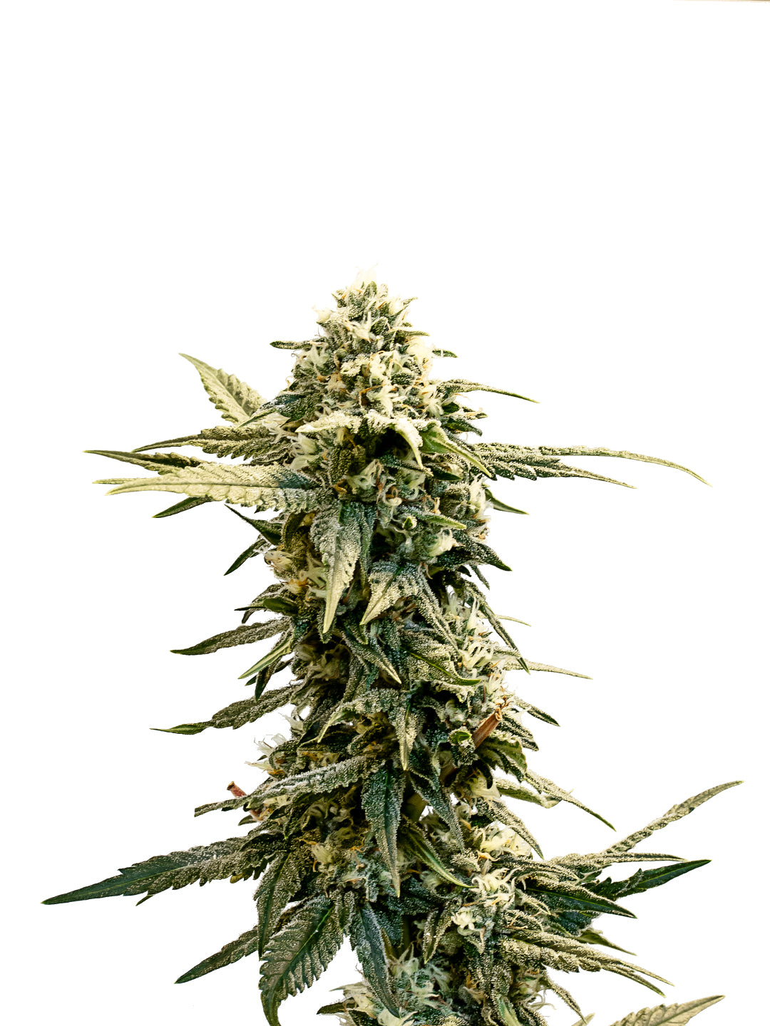 34 STREET PINK LEMONADE (H) SEEDS - 4PK