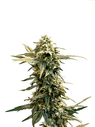 34 STREET PINK LEMONADE (H) SEEDS - 4PK