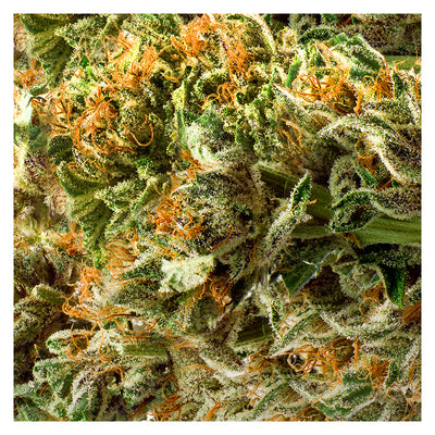 REDECAN CHARLEES (IND) DRIED - 3.5G