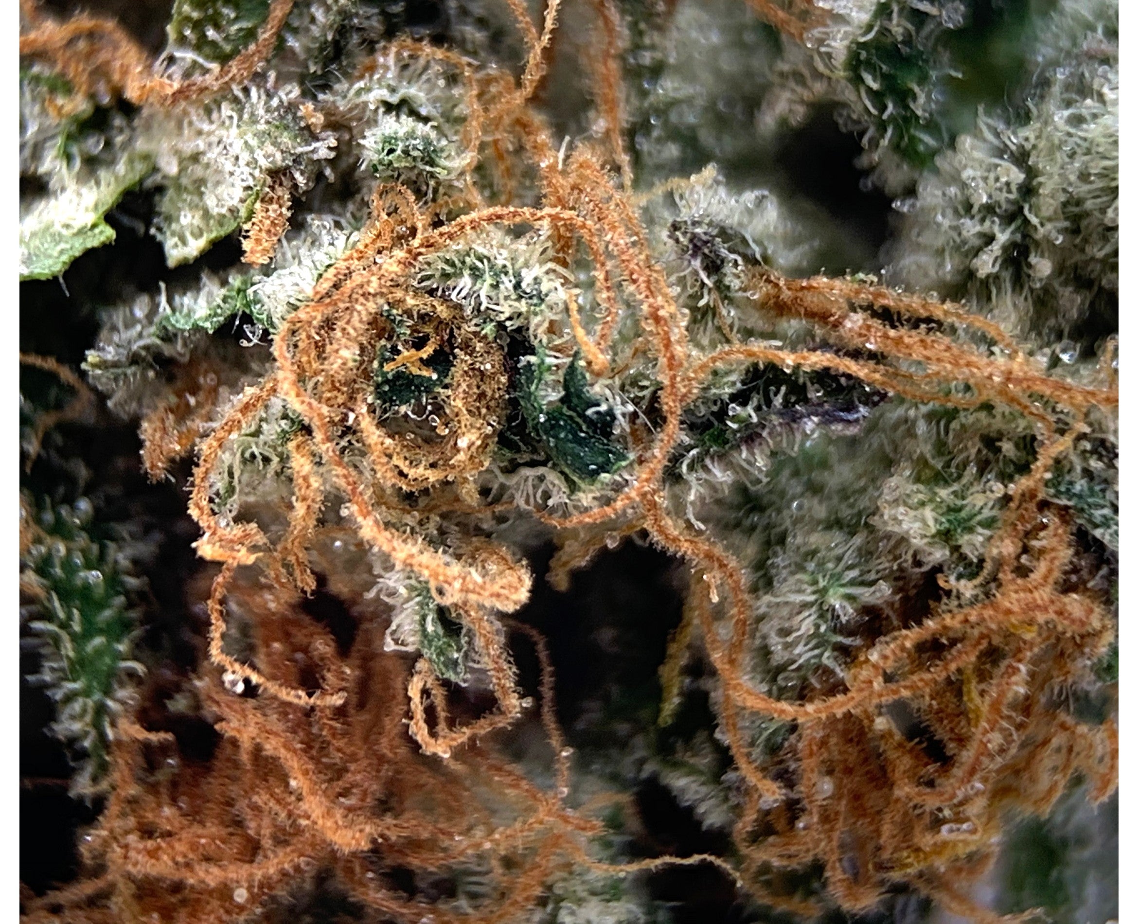 PALMETTO CHEMDAWG (H) DRIED - 3.5G