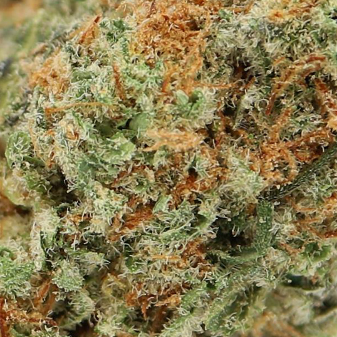 IGNITE TROPICANA COOKIES (H) DRIED - 3.5G