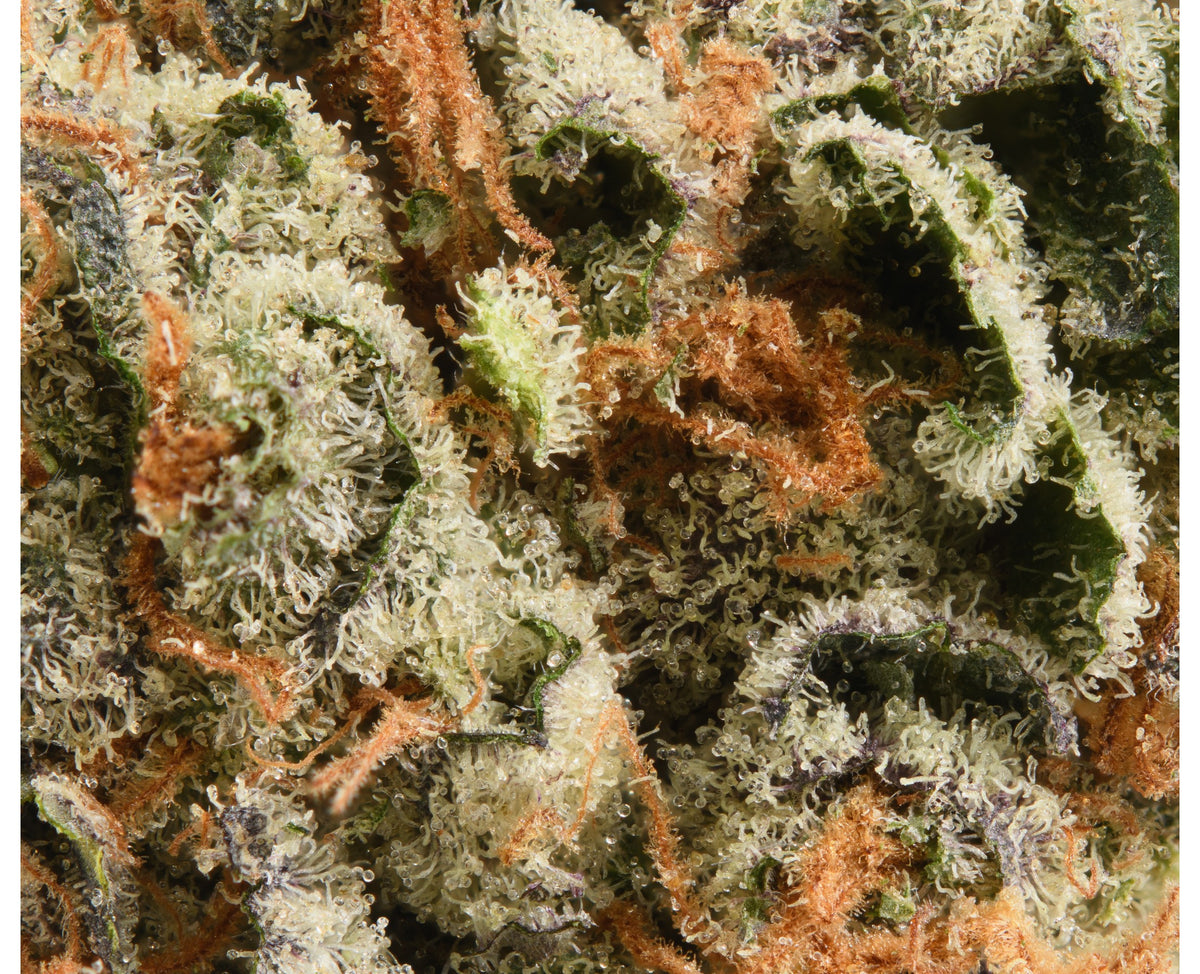 GOOD BUDS SALTY GOD (IND) DRIED - 3.5G