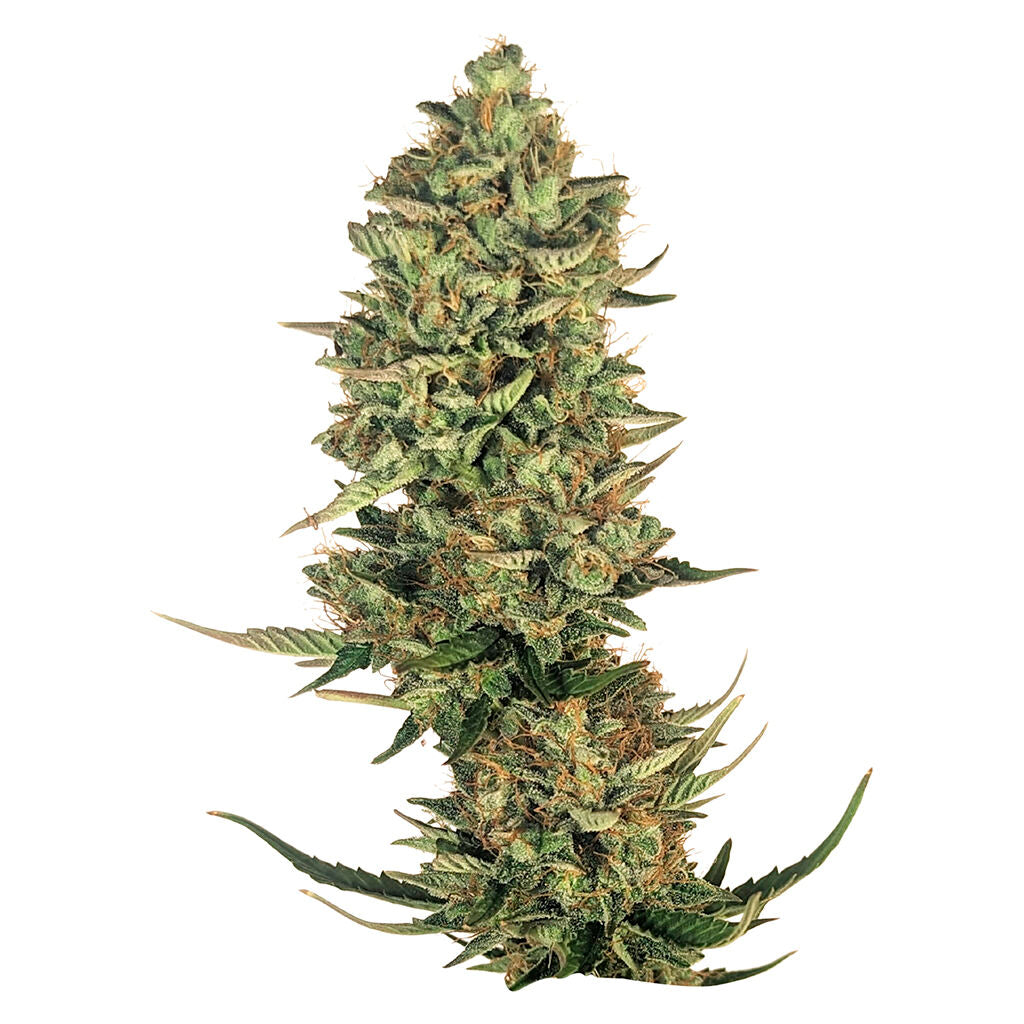34 STREET SUPER LEMON HAZE (H) SEEDS - 4PK