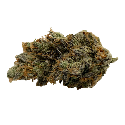 GAGE ORANGE CKS (S) DRIED - 7G