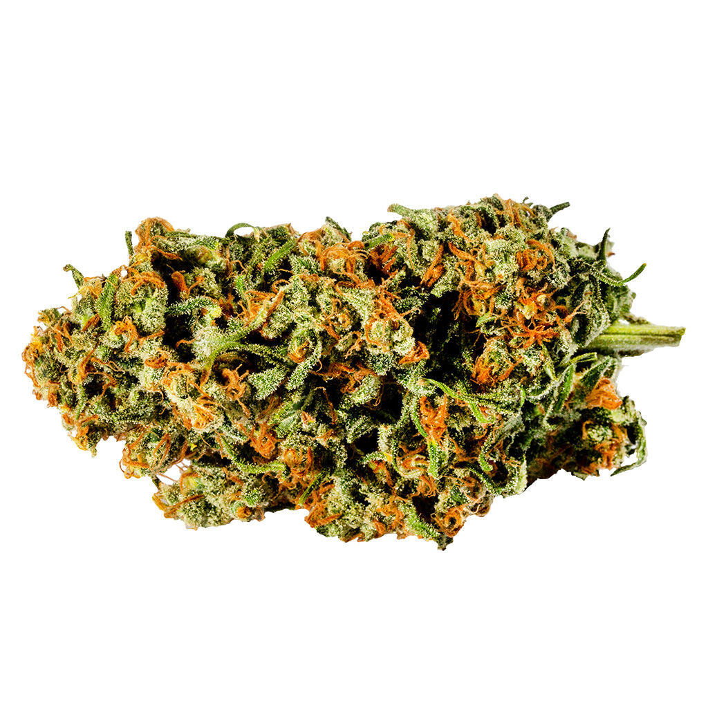 HAVEN ST NO 302 WARLOCK (H) DRIED - 1G