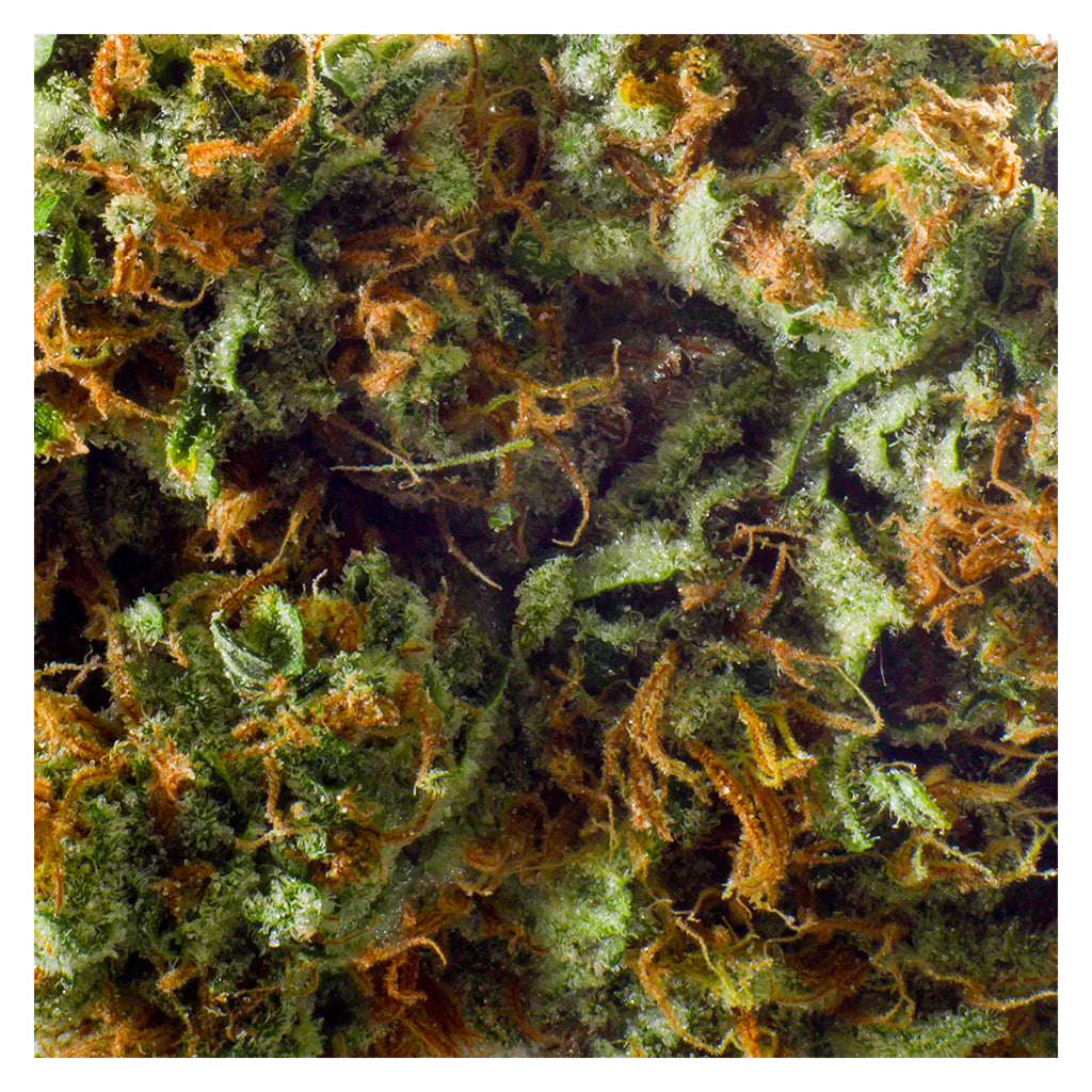 REDECAN OUTLAW (S) DRIED - 7G
