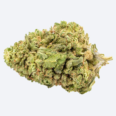B!NGO SATIVA! (S) DRIED - 15G