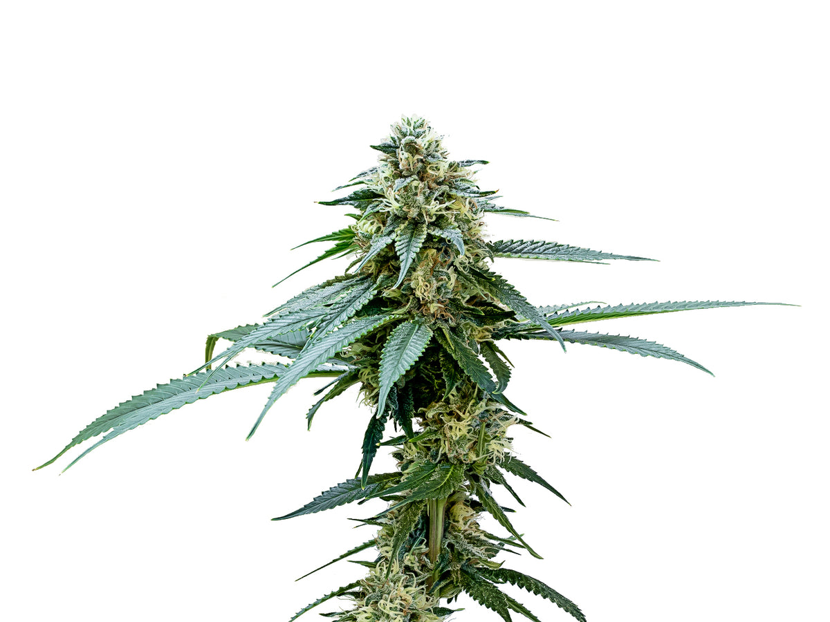 34 STREET POWER KUSH (H) SEEDS - 4PK