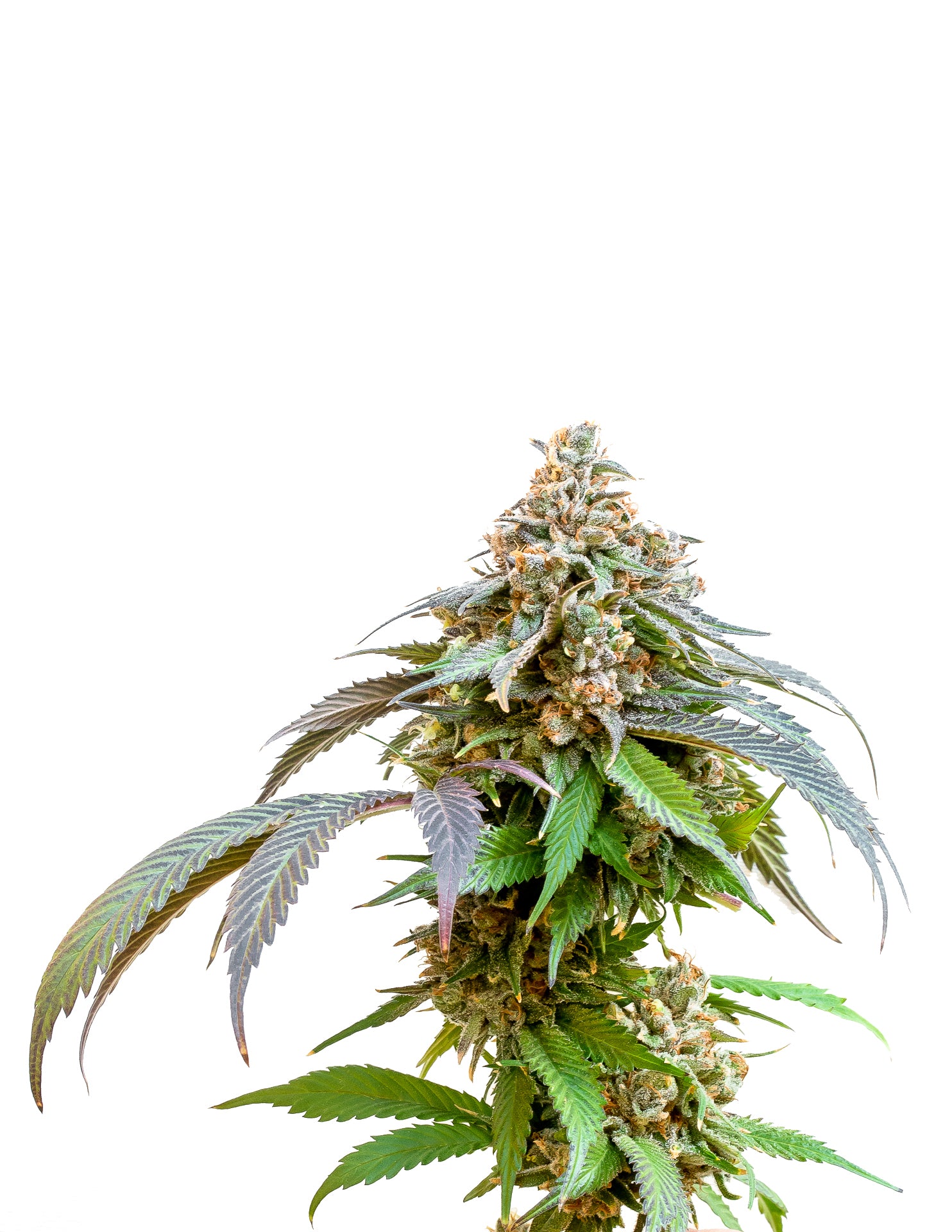 34 STREET BUBBA KUSH (IND) SEEDS - 4PK