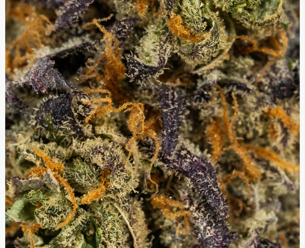 POOLBOY KING T (S) DRIED - 3.5G
