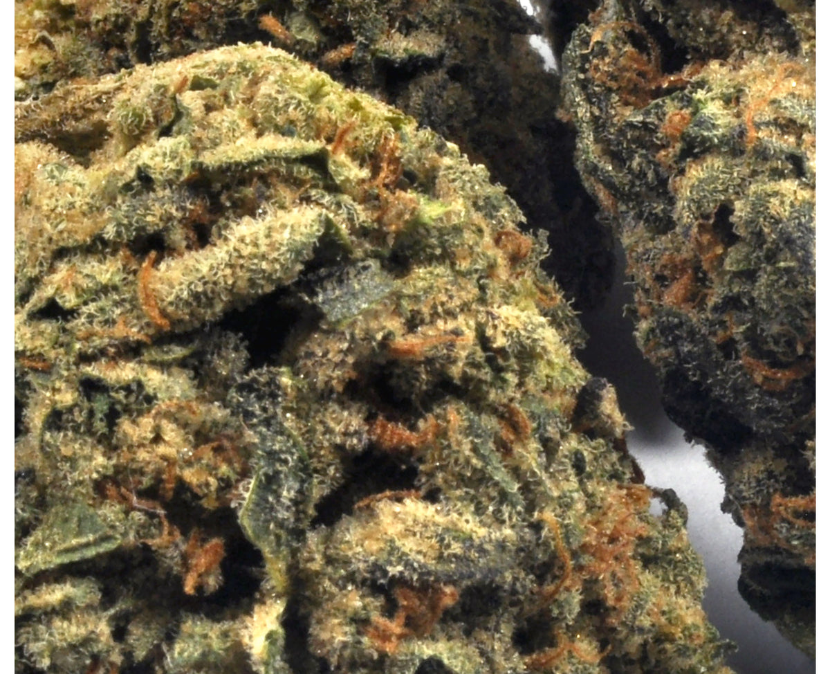 STRAIN REC ICE CREAM CAKE (H) DRIED - 3.5G