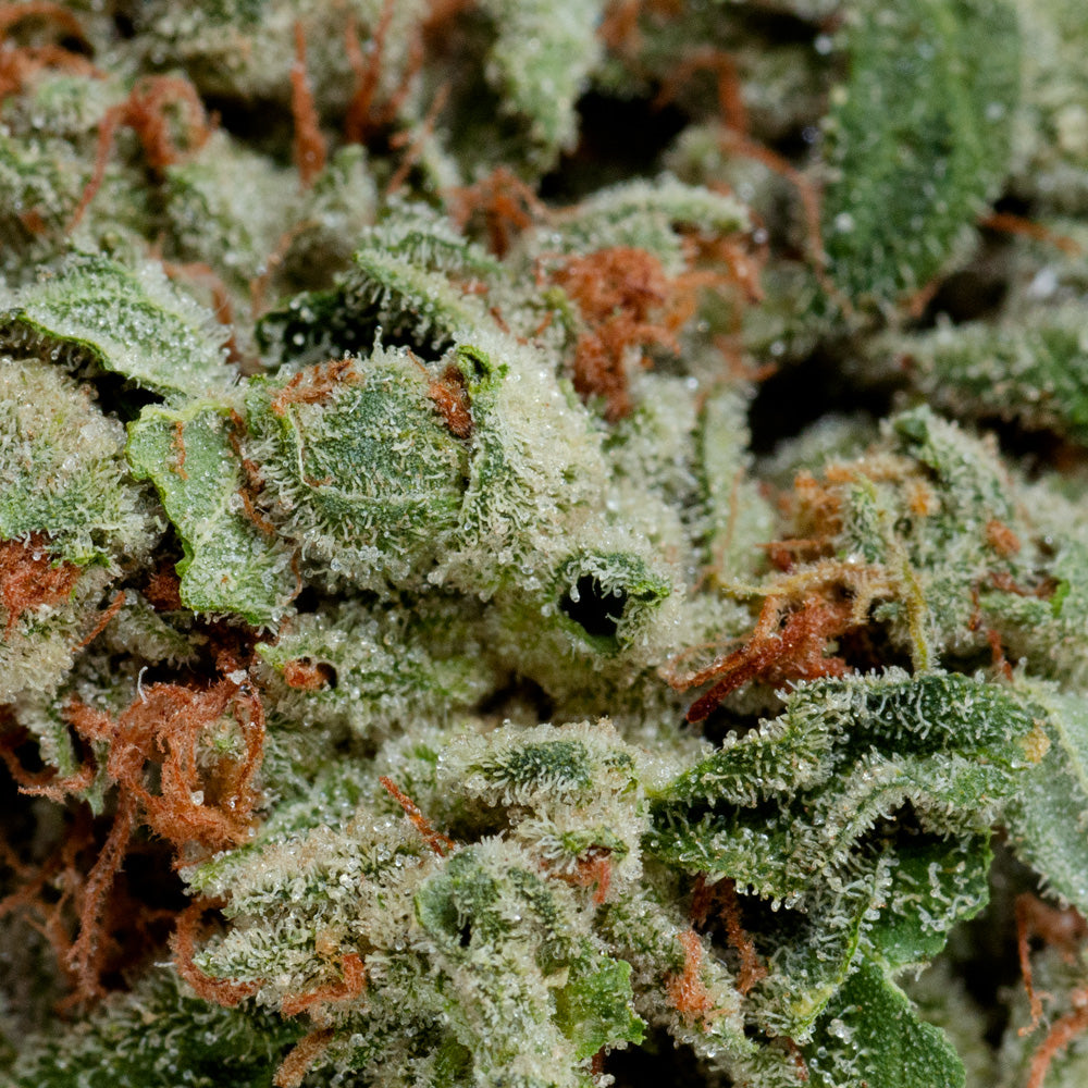 UP GHOST TRAIN HAZE (S) DRIED - 3.5G