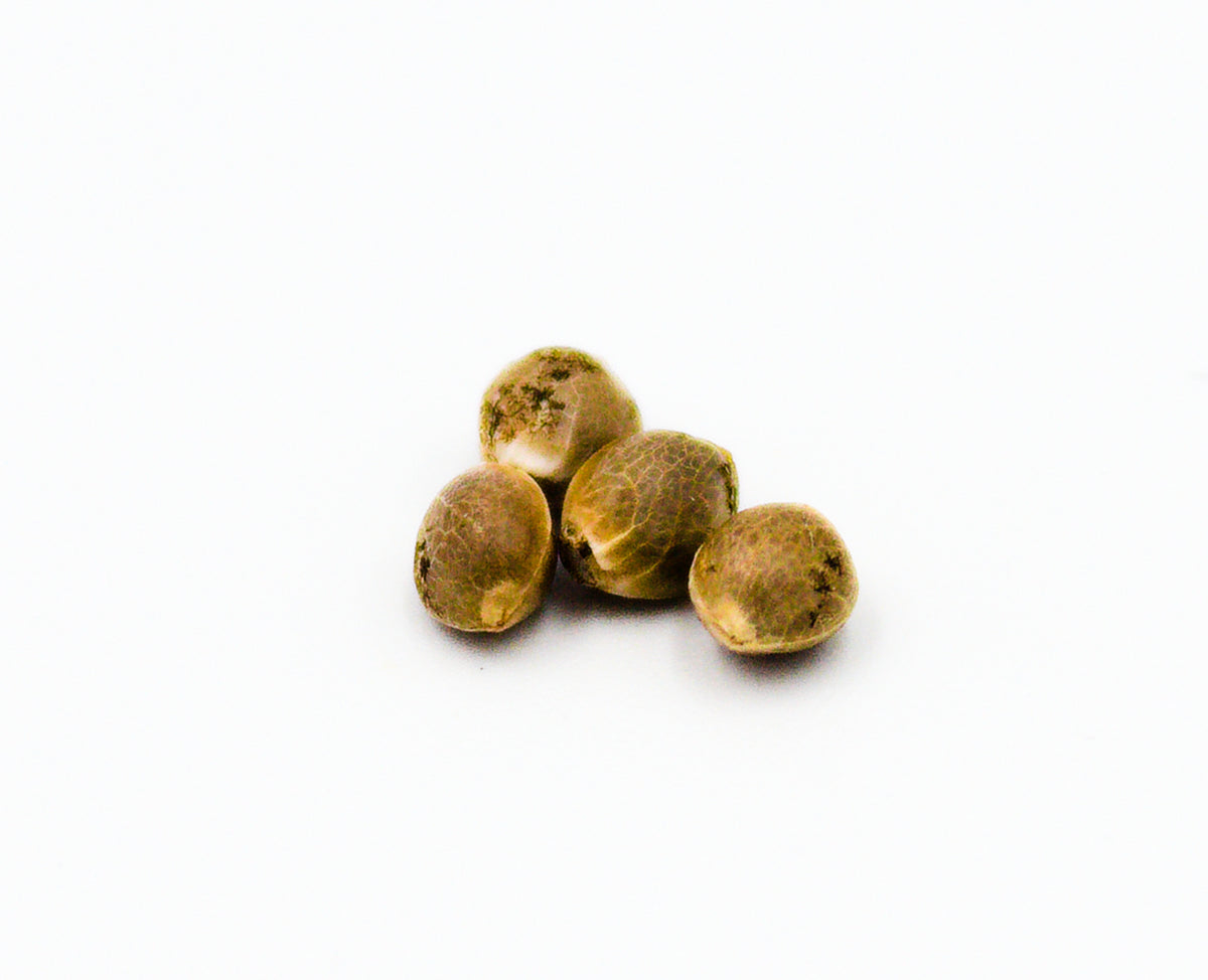 PARKLAND NEXT GEN CRITICAL MAGIC (H) SEEDS - 4PK