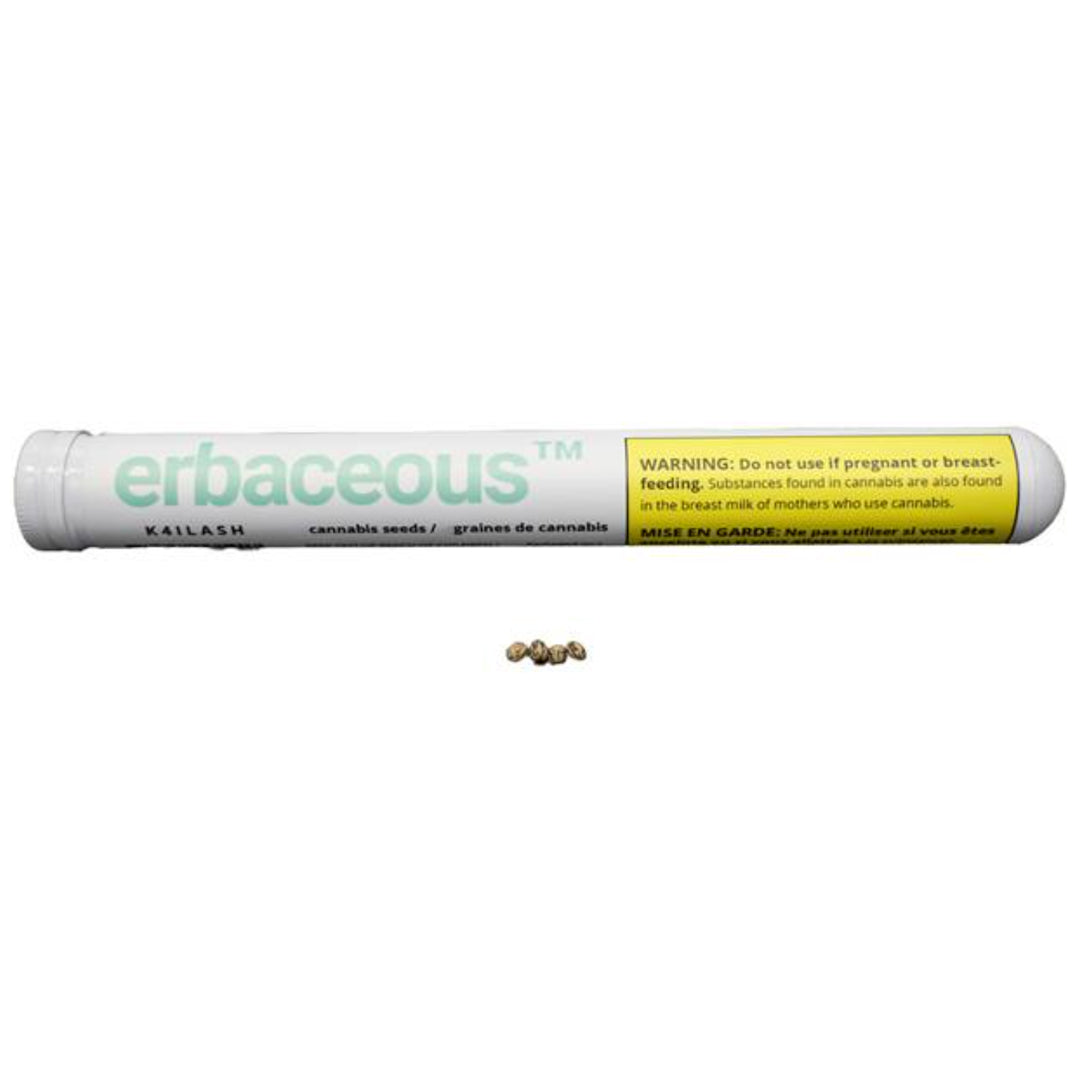ERBACEOUS K4ILASH (H) SEEDS - 4PK