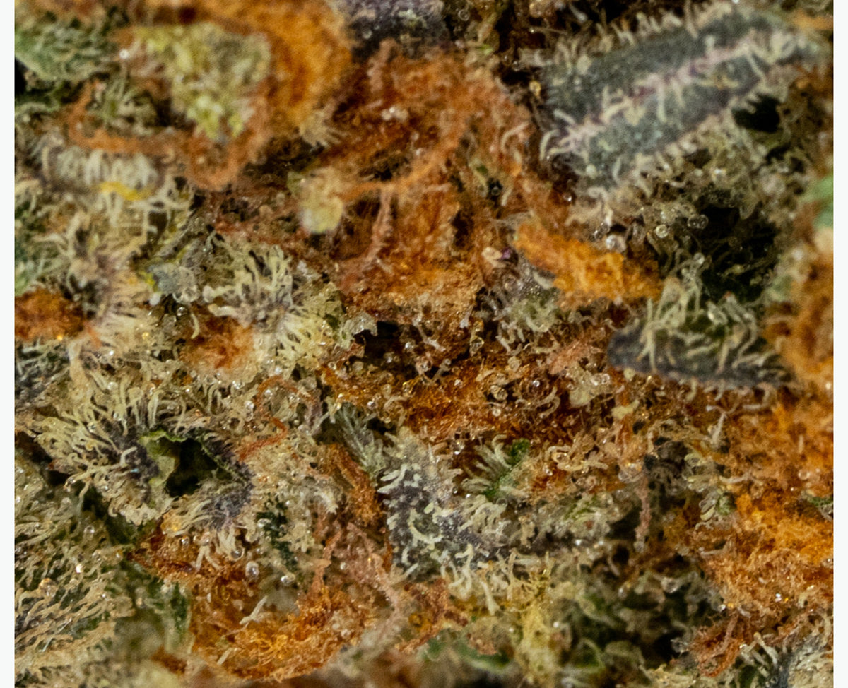 POOLBOY RASPBERRY COUGH (H) DRIED - 3.5G