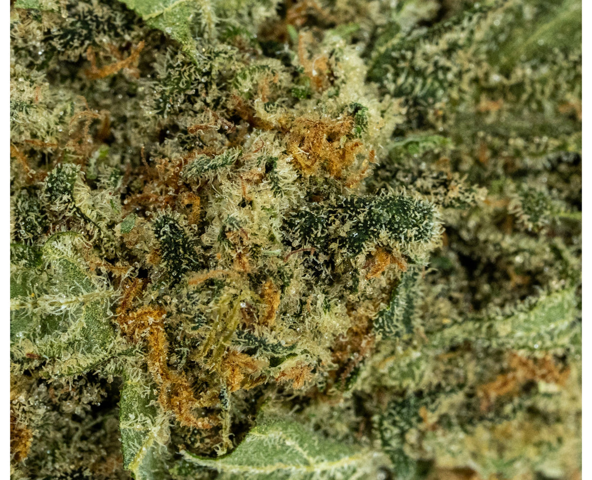 POOLBOY BRUCE (H) DRIED - 3.5G